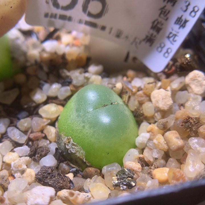 精品生石花27.66