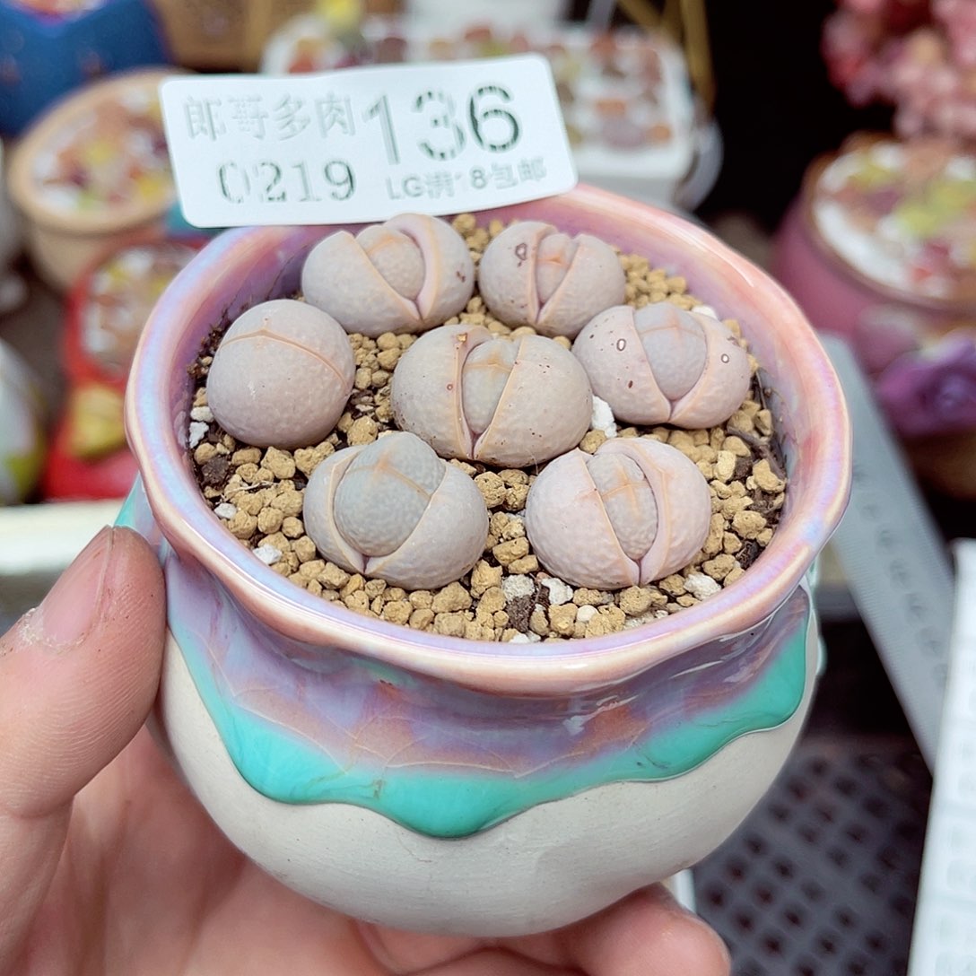 郎哥多肉生石花19-136