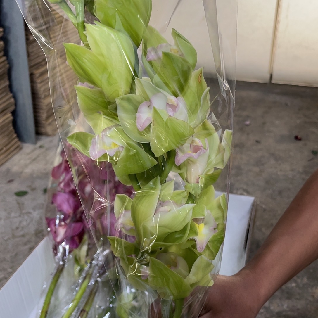 完全开放蕙兰（碧波仙子）1枝