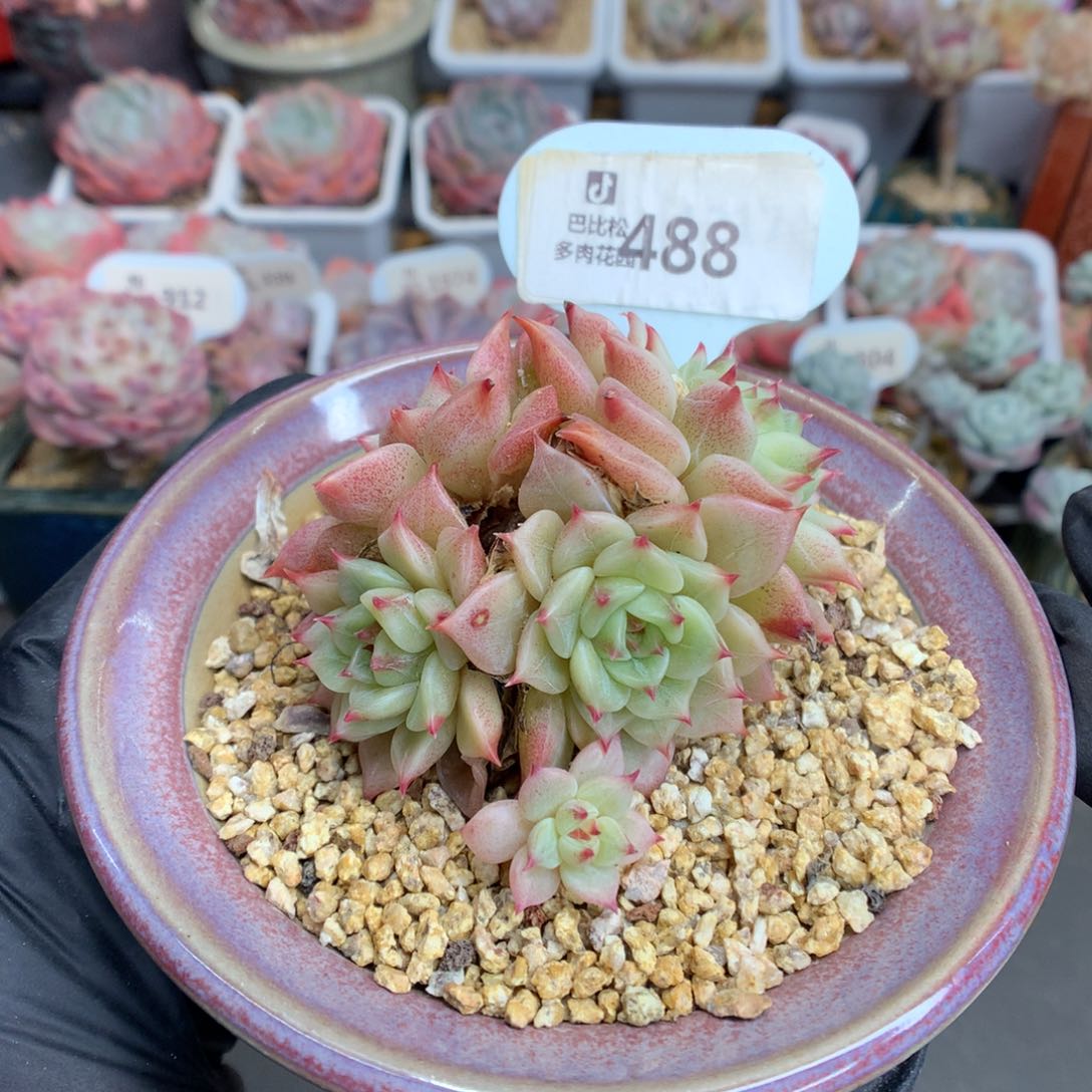 488 蓝眼睛多肉多肉