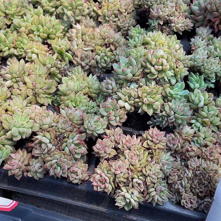 小女雏群1元带土发