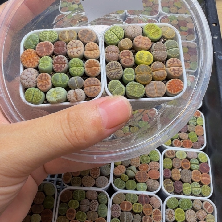 多肉植物的生长发育104