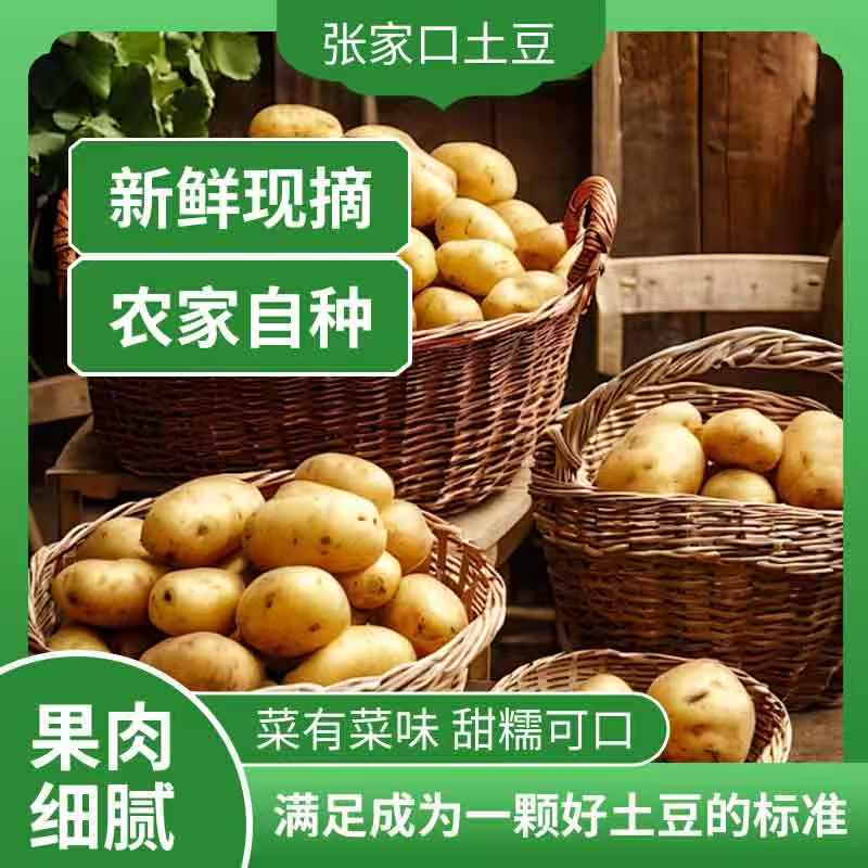 张北坝上黄皮黄心旱沙地土豆新鲜现挖粉面可口