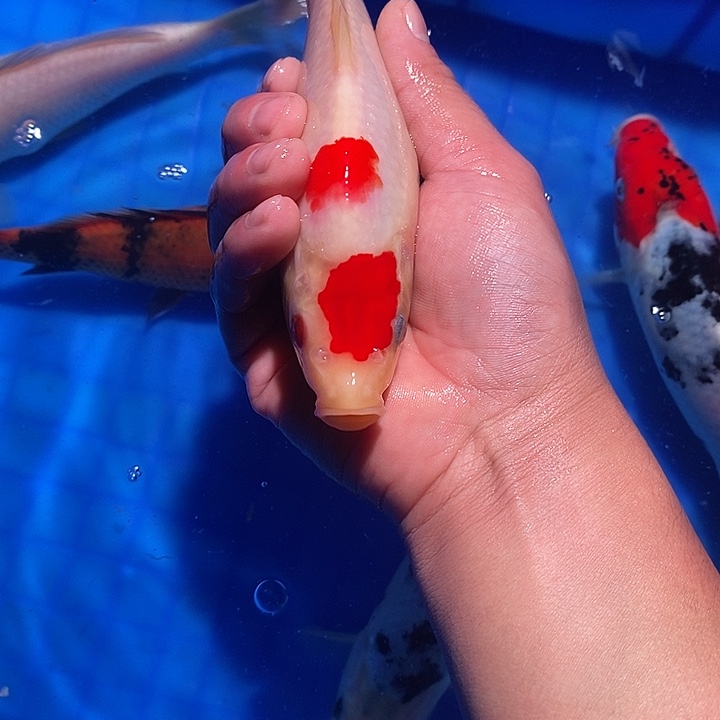 A****锦鲤锦鲤活鱼开箱包活