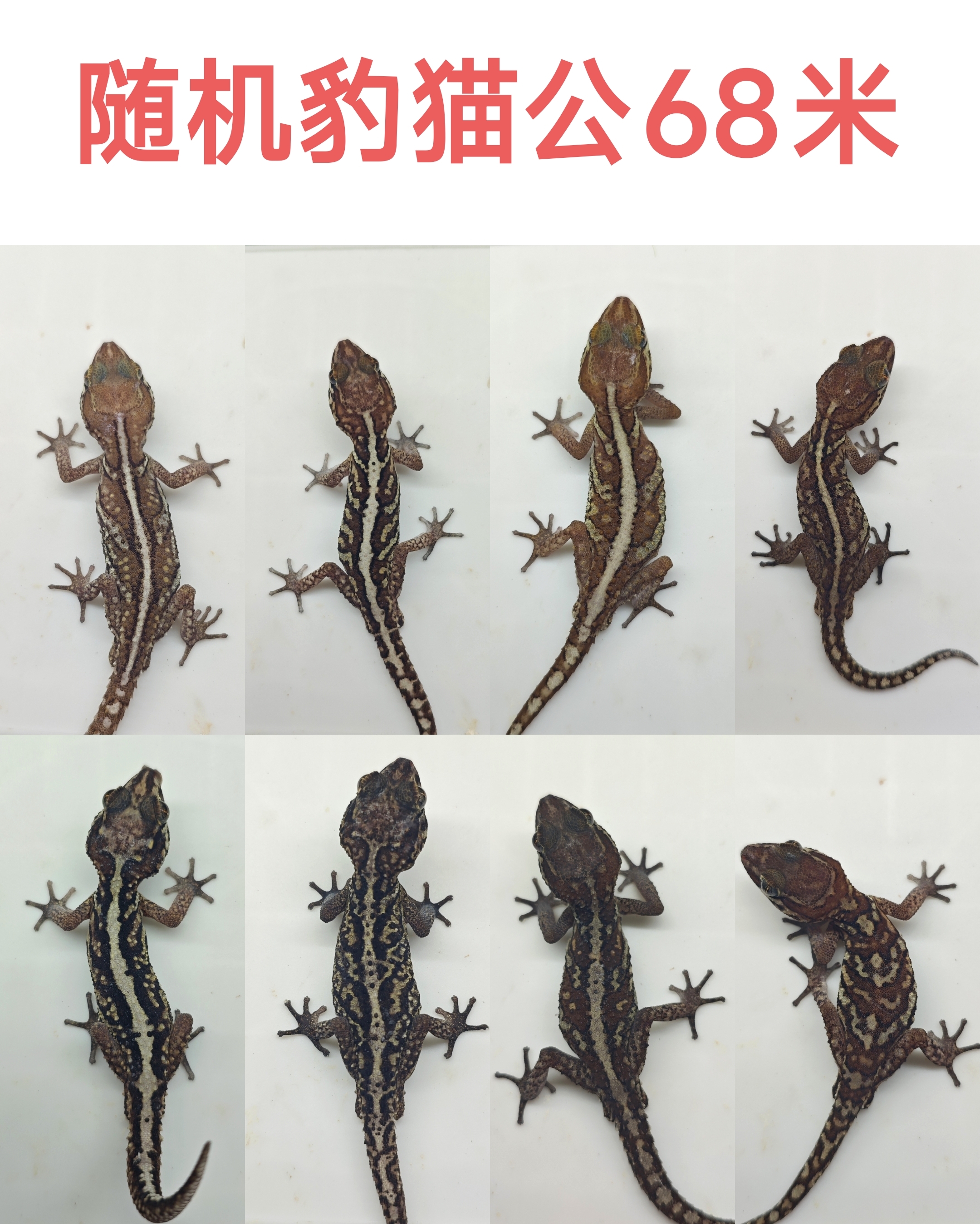 随机一只豹猫守宫公