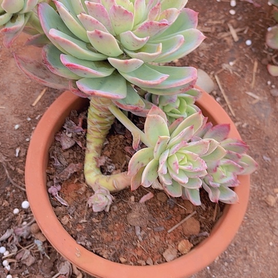 多肉植物。。。乔一。，