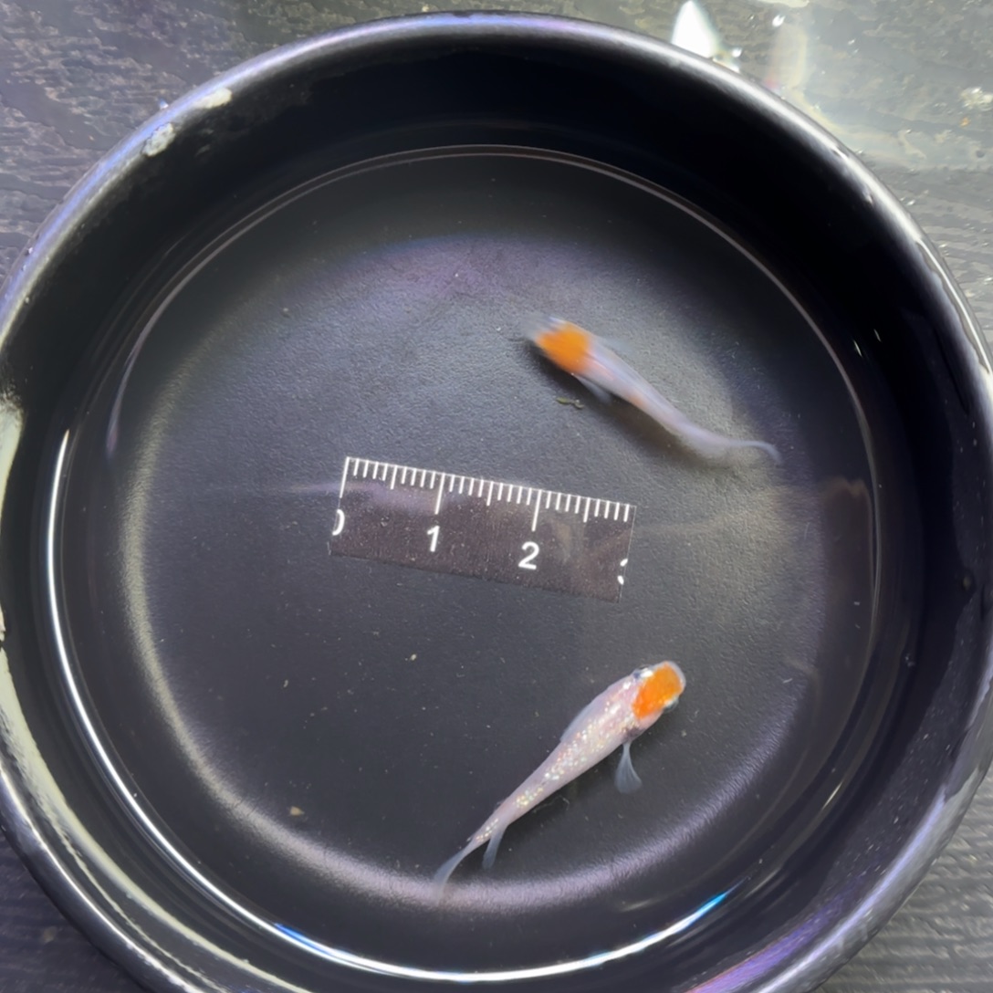 青鳉鱼观背青鳉鱼直播间36