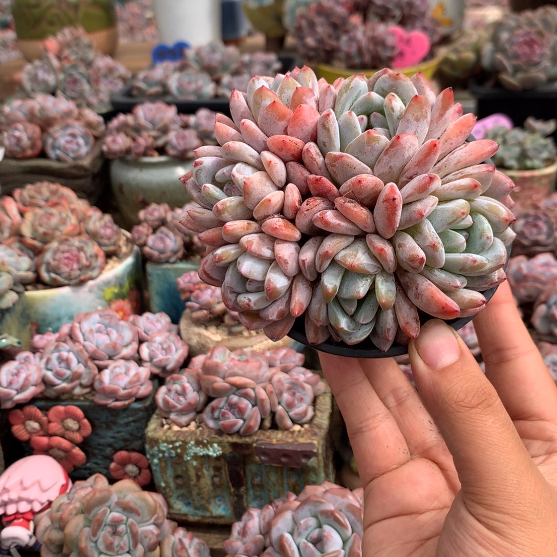 开播福利哈哈哈哈哈哈哈