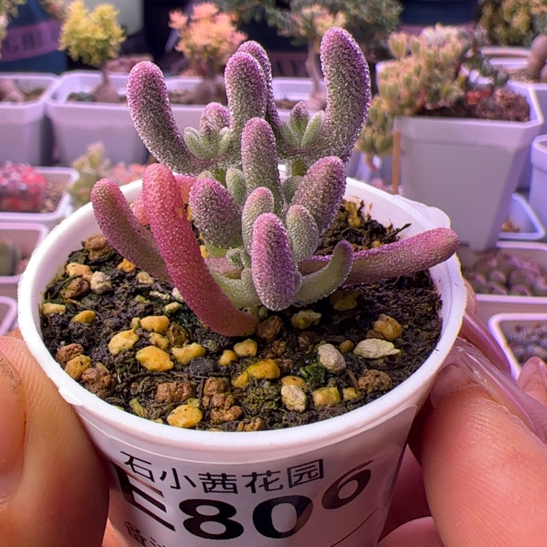 806多肉植物枝干超紫