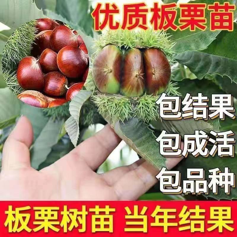 嫁接板栗树苗优质树苗南北方山地丘陵栽种当年挂果