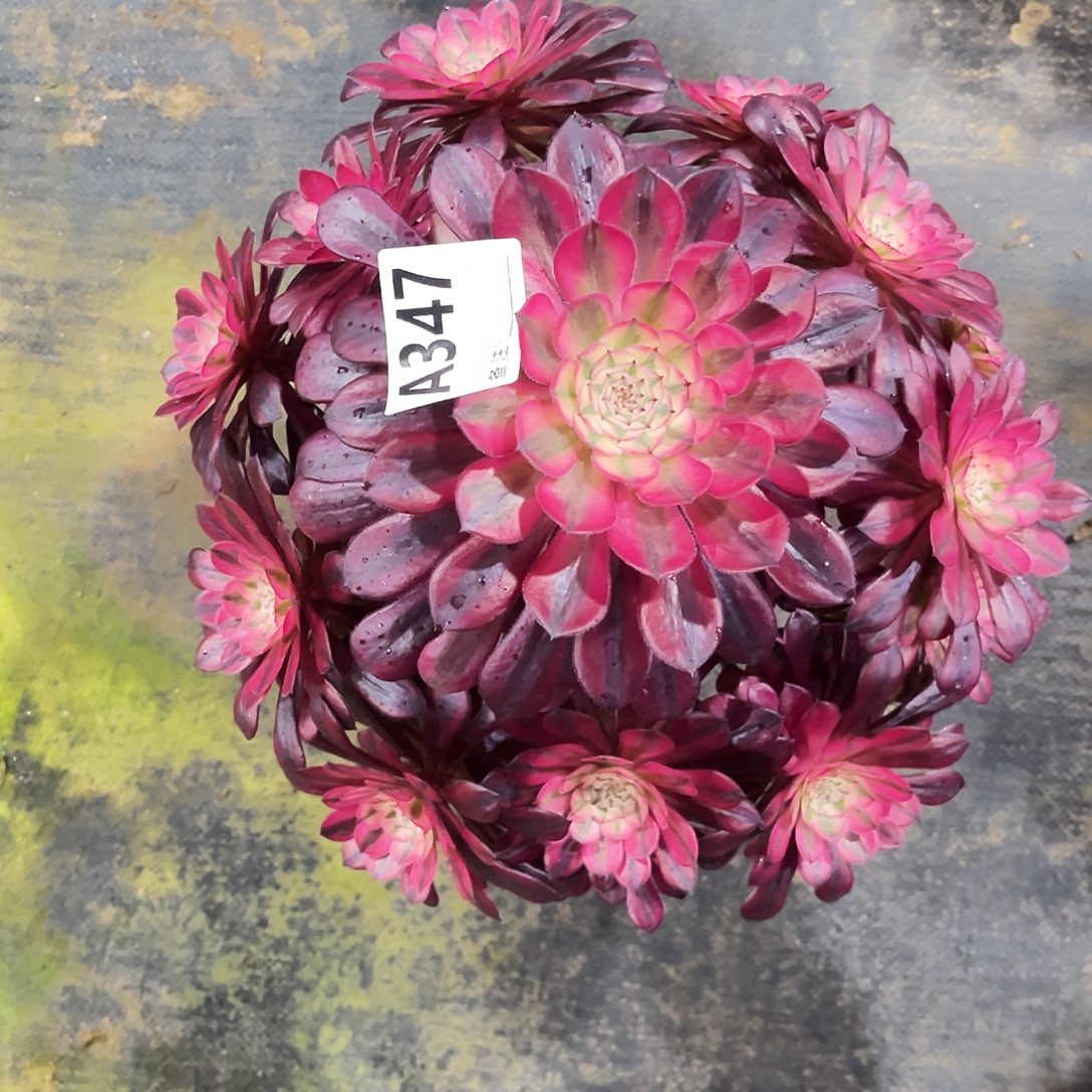 c***u多肉植物黑铜白347多肉