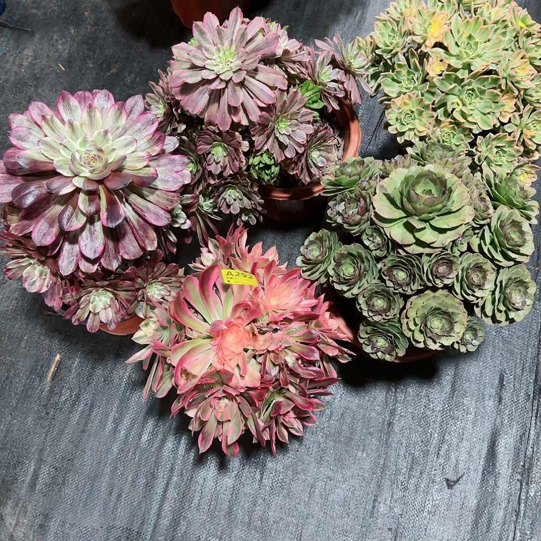 组合法师多肉植物292