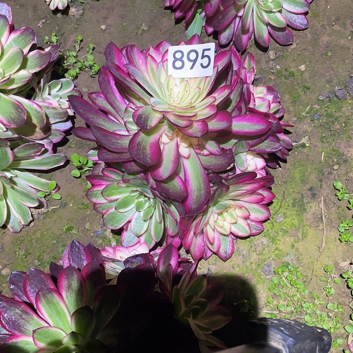 魅*多肉植物法师895.894荔枝