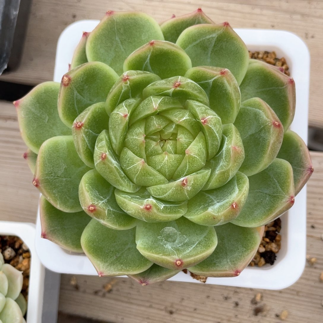 优选珍妮福利1075