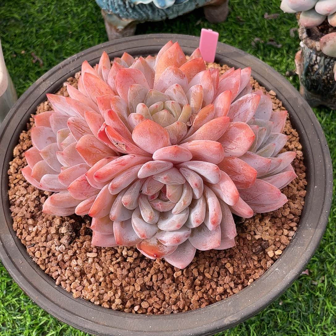 橙梦露群生多肉植物一物一拍多肉