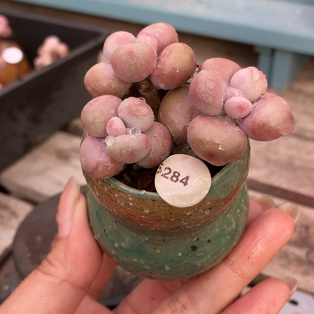 5284糖果腰子蛋带盆土