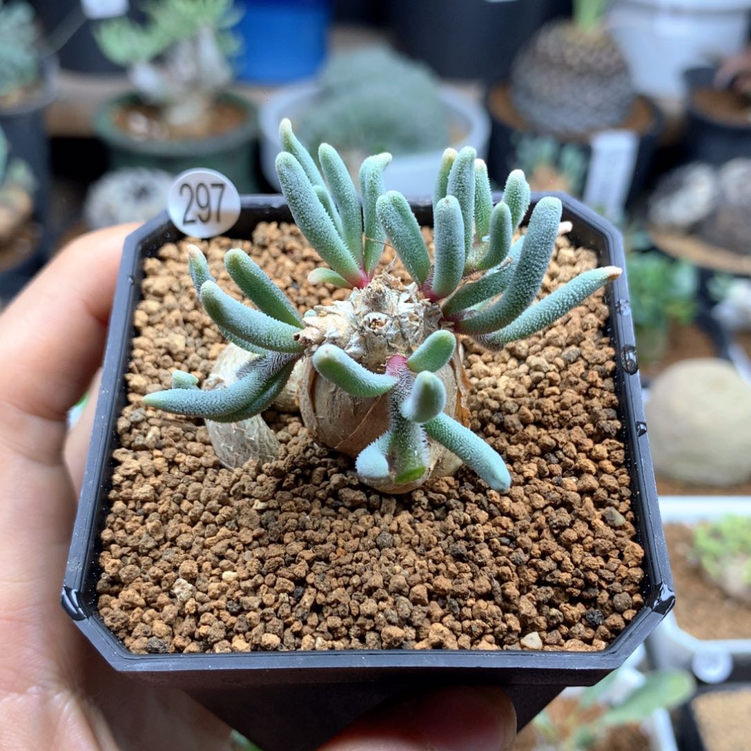 淡清霜母本多肉带盆