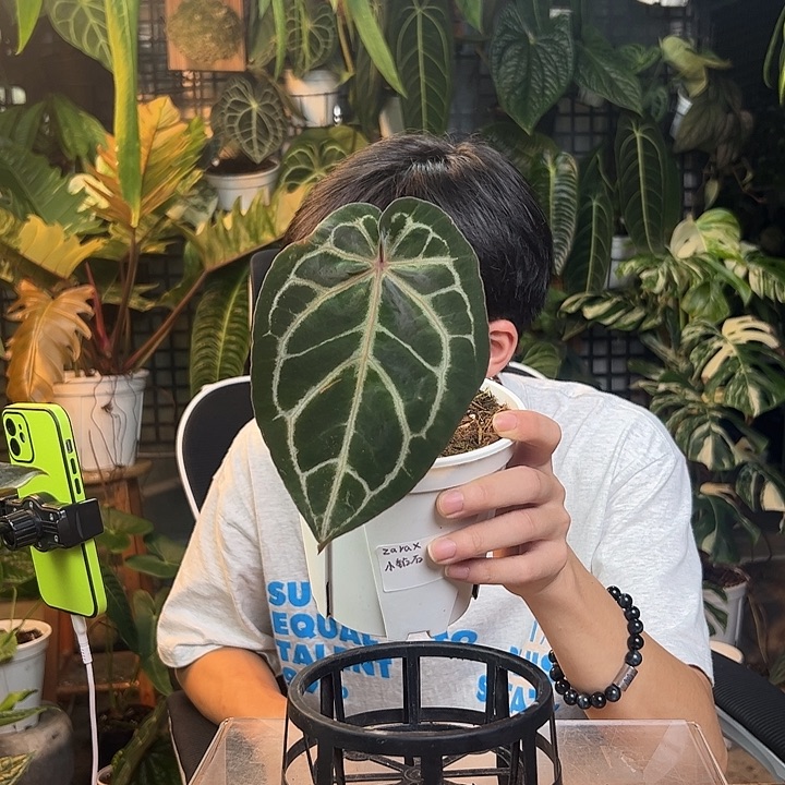 e***g完全开放一物一拍J182