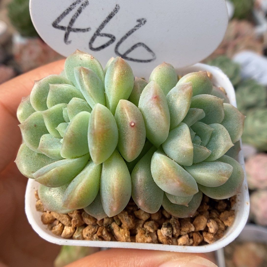 无尽灯可拍464号。    