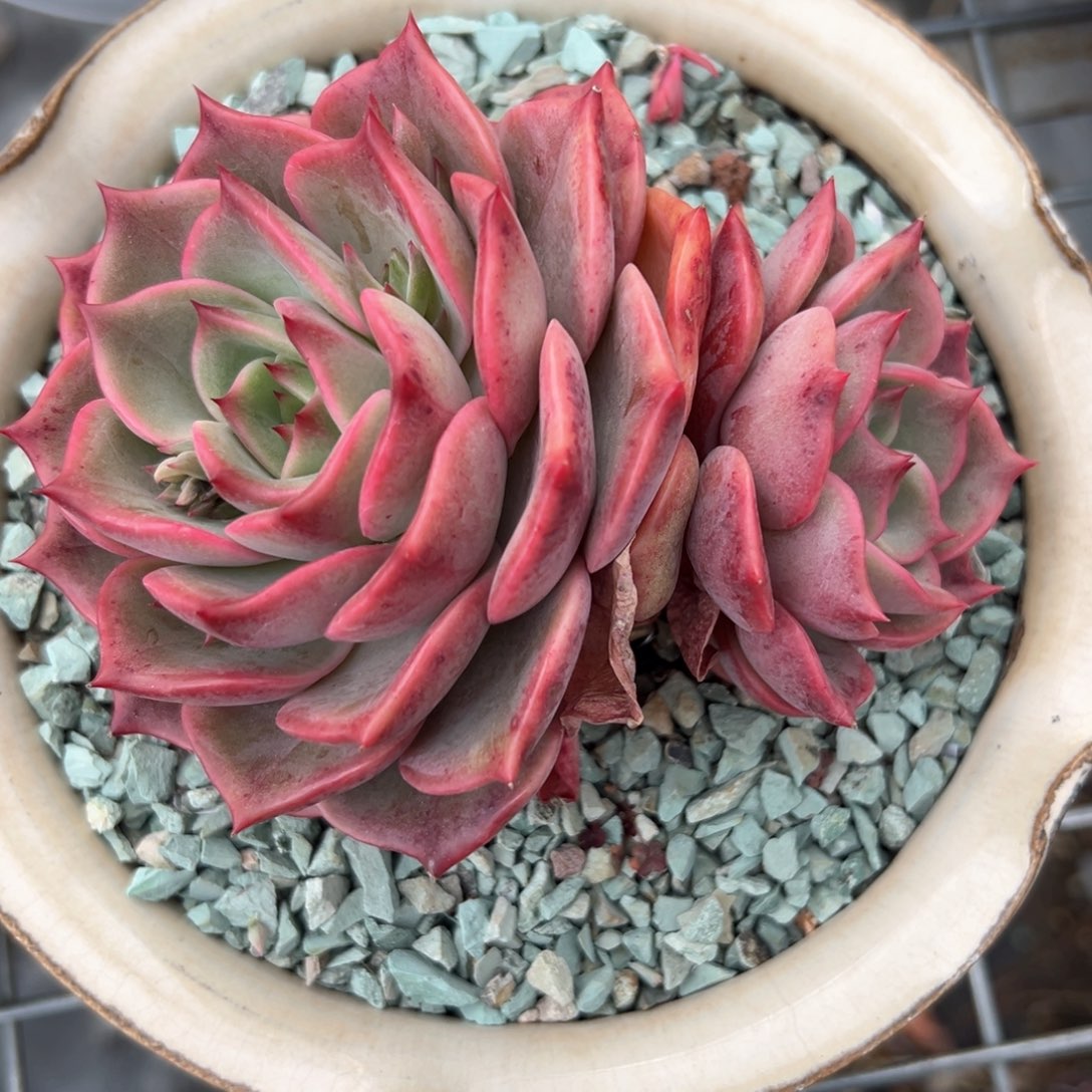 安吉丽娜韩货老桩