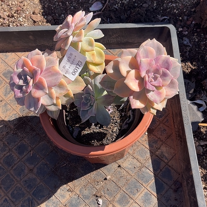 香***皮紫乐锦群，一物一拍