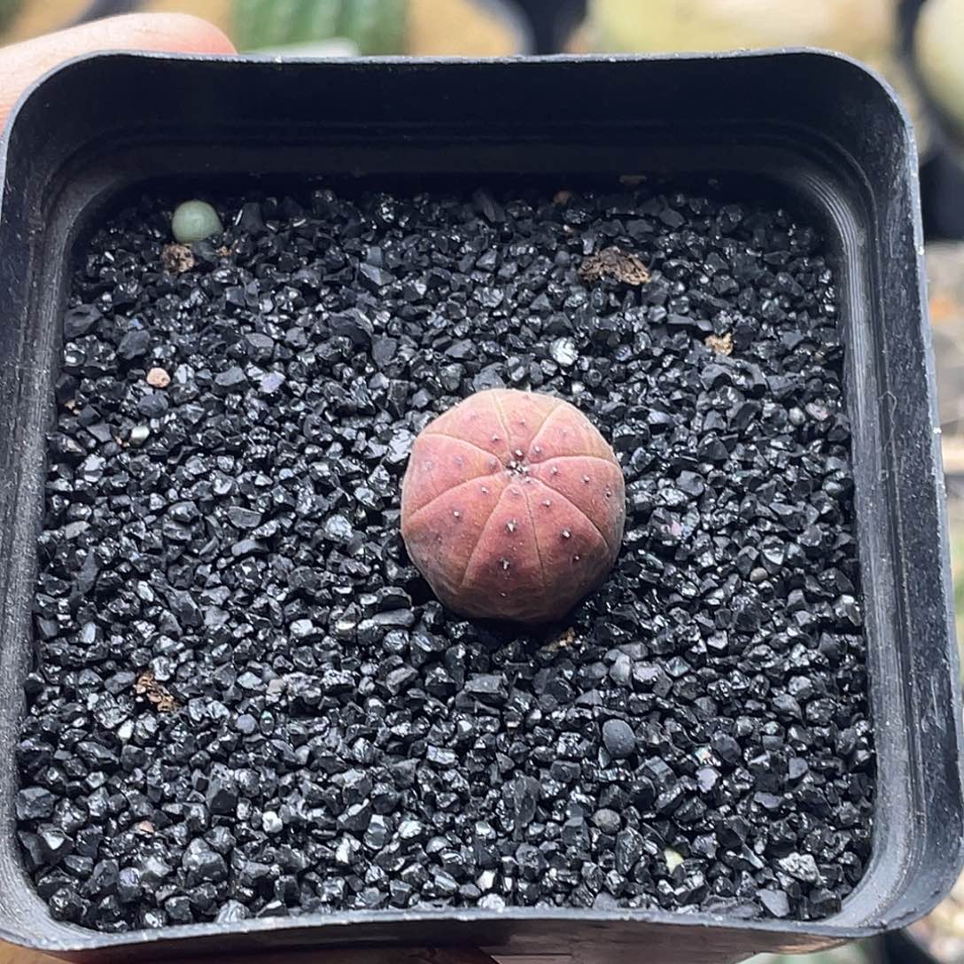 实生胭脂欧系布纹球