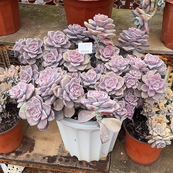 o***o紫乐石化锦，一物一拍