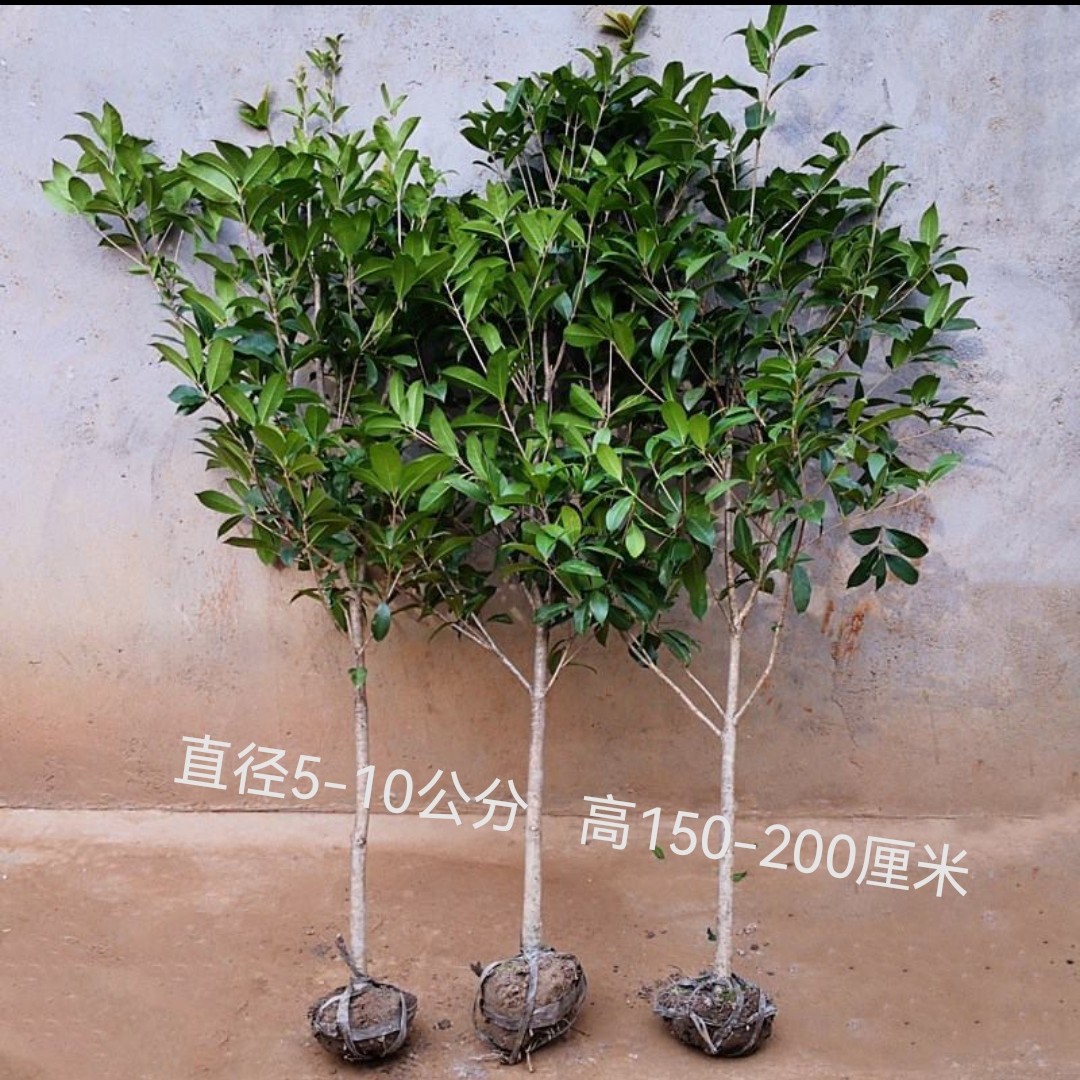 金桂丹桂四季桂脱盆发货