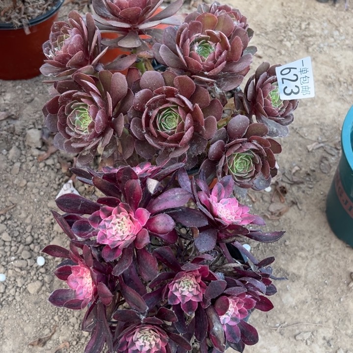 无花朵623万圣铜➕铜壶白1