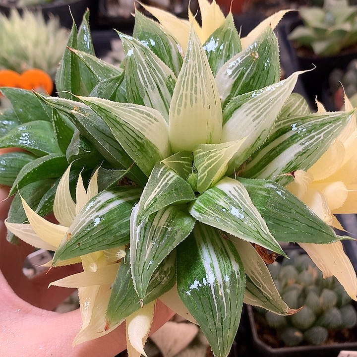 芭提雅寿锦带盆土发货
