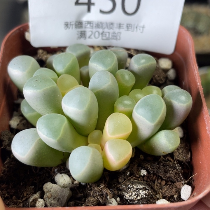 佳人园艺老周上福利啦450