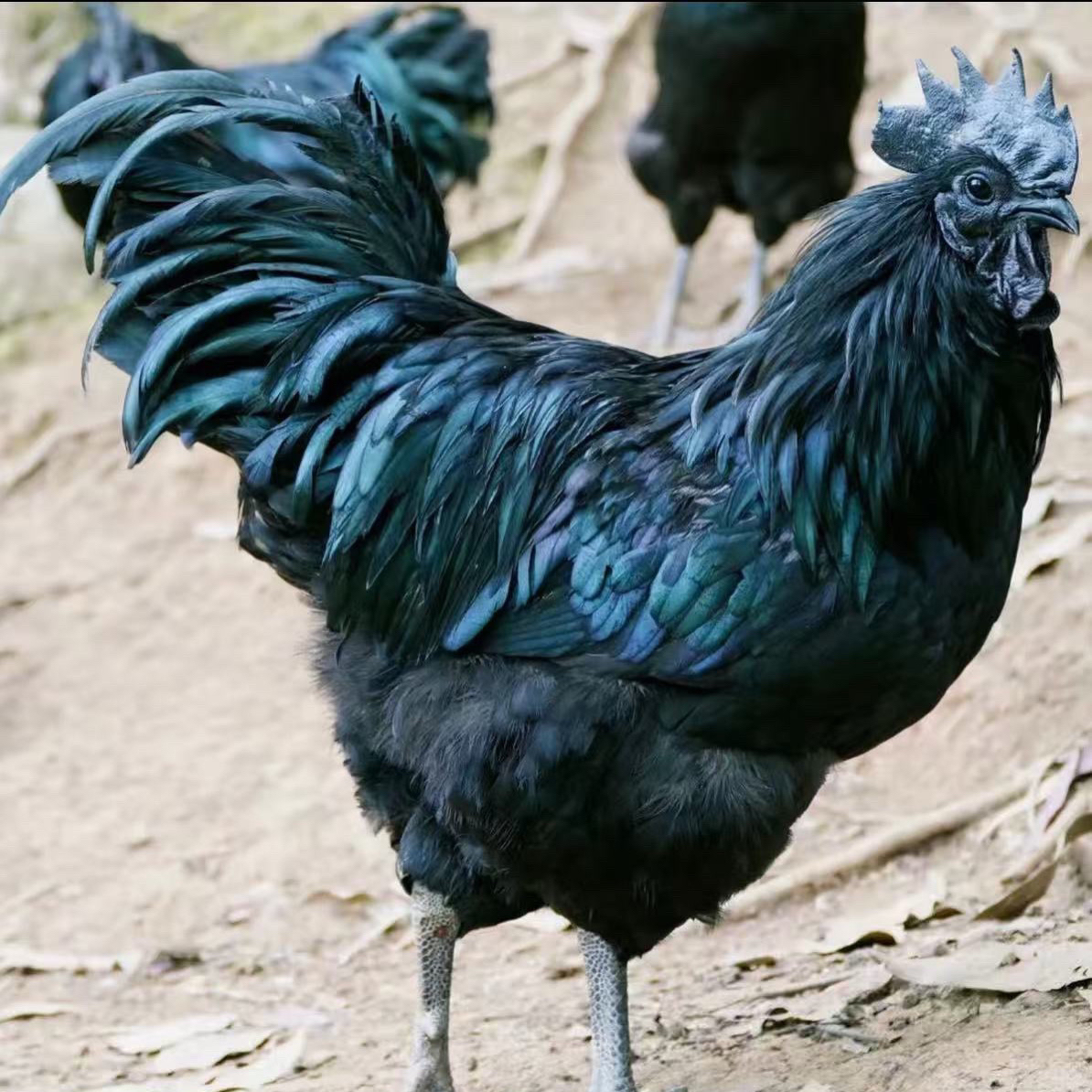 【乌蒙黑金 基地直发】4个(2-3斤发货)（临产鸡）