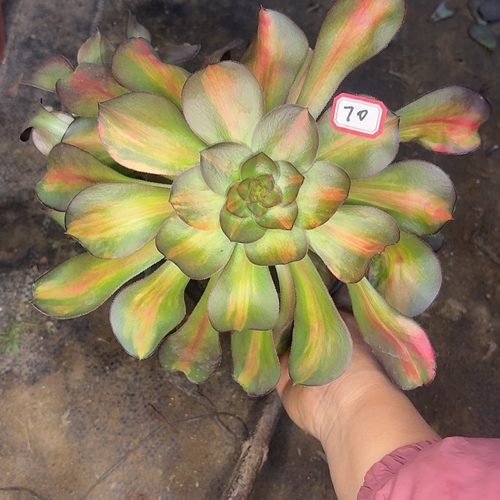 巫毒七彩中班锦70