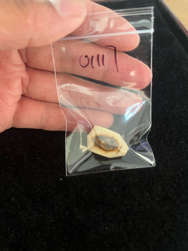 01117猛犸牙鲨鱼背配饰