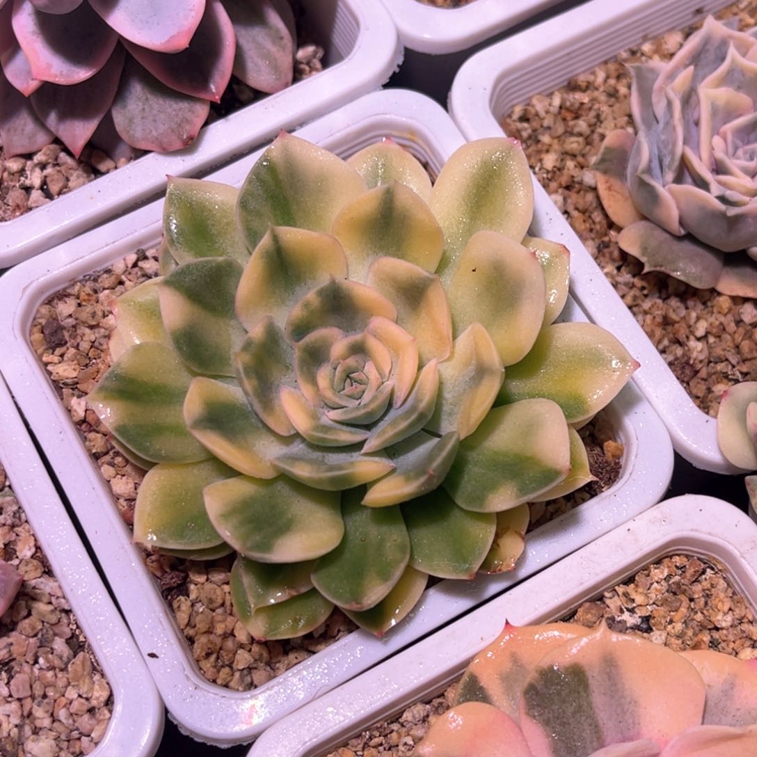 多肉特价抹茶菩提锦