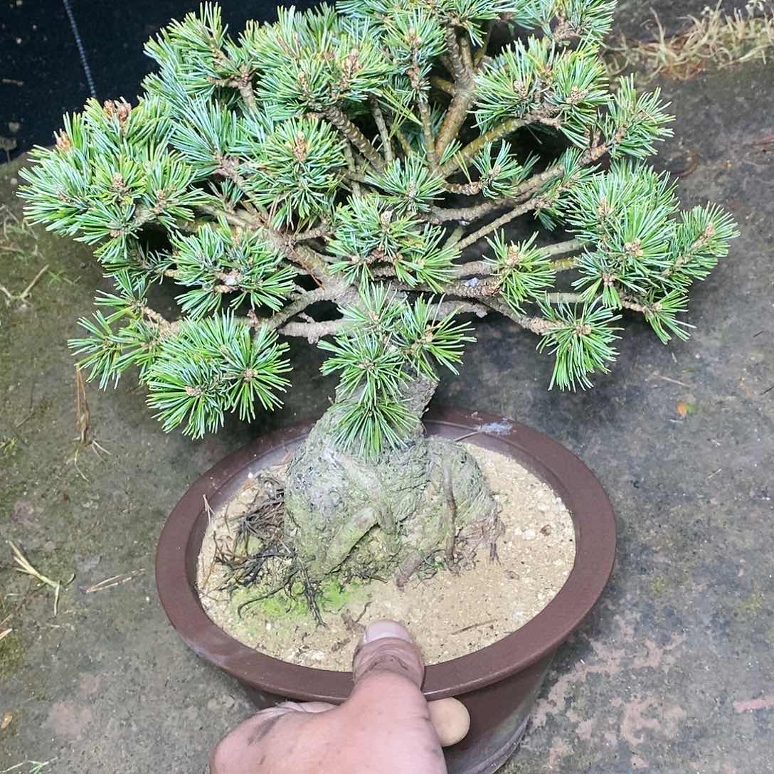 【闪购商品】无花朵用****6