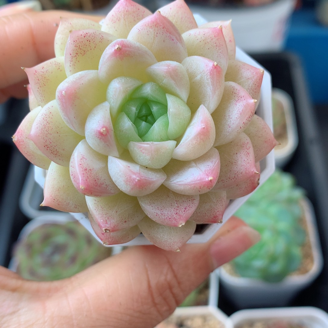 19麦秆58包邮  群生不包整 