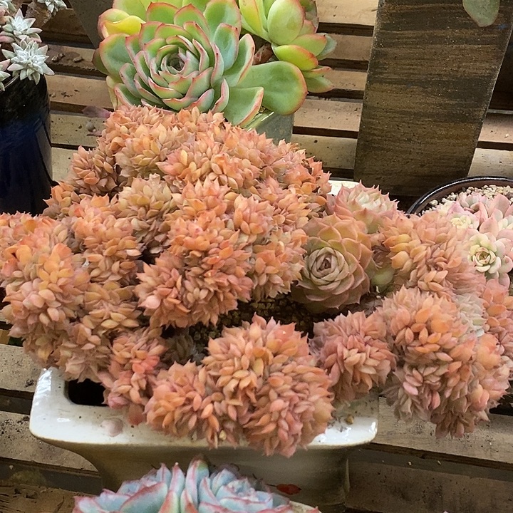 多肉植物肉肉植物