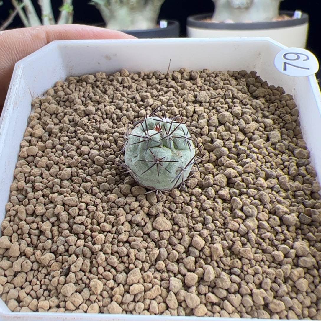 帝王丸1.5一物一拍默认脱土发