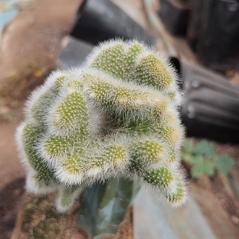 13九尾狐缀化仙人球