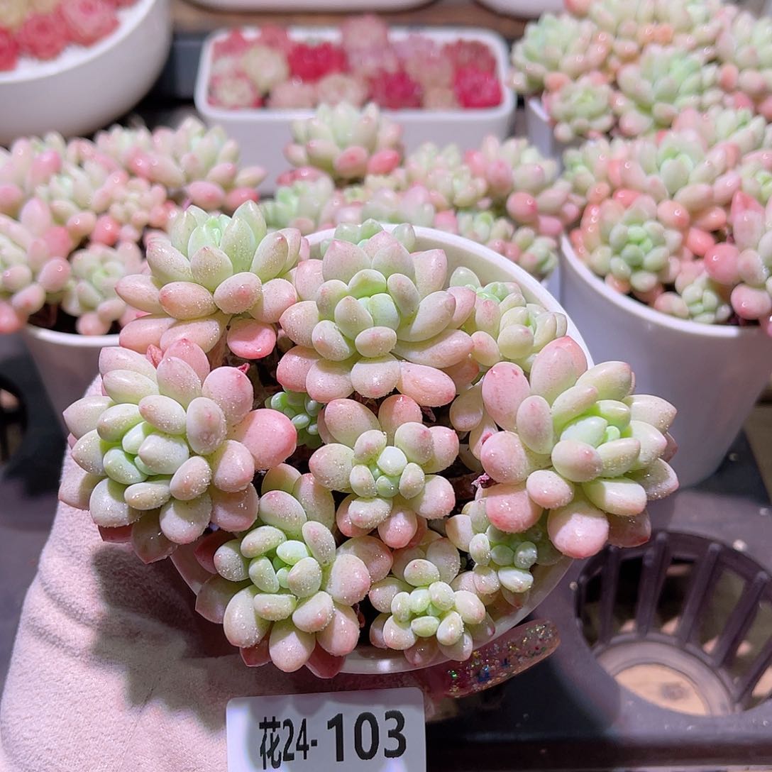 花利美24-103洛可可