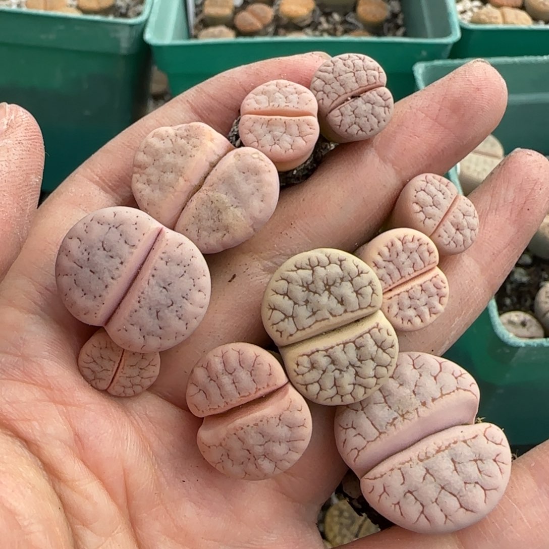 晨***儿10.29c383祖宗福利8032