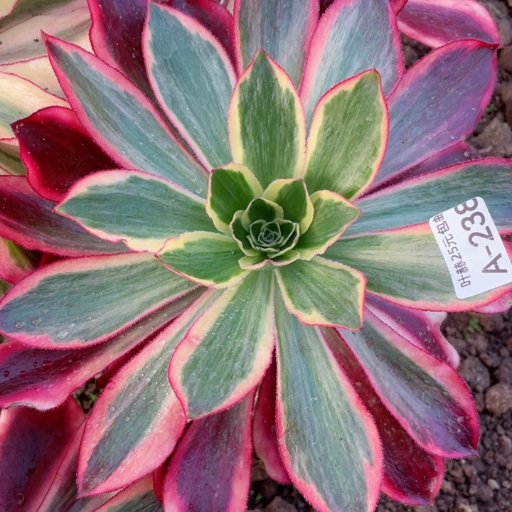 238魅影嫁接多肉1，啊12345678