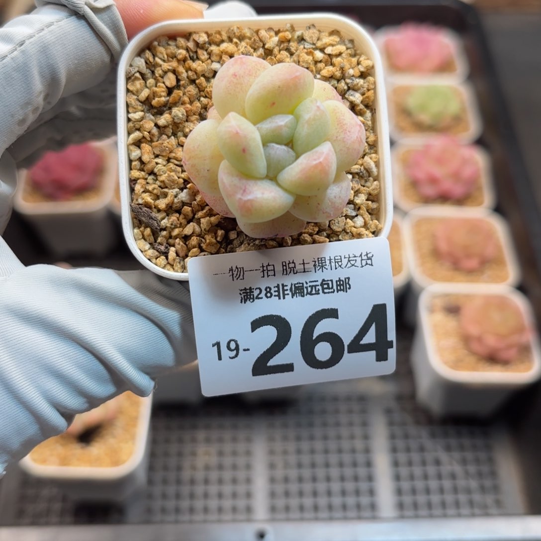 乐**嘻石化冰玉多肉多肉