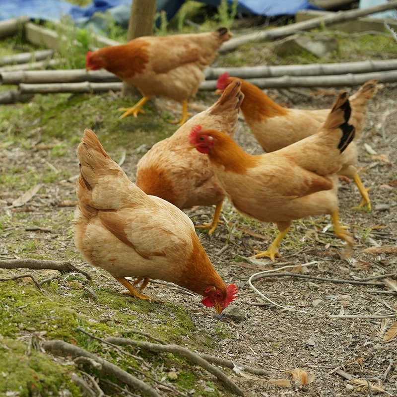 阿嫂家散养500天黄油老母鸡月子鸡新鲜现杀顺丰包邮