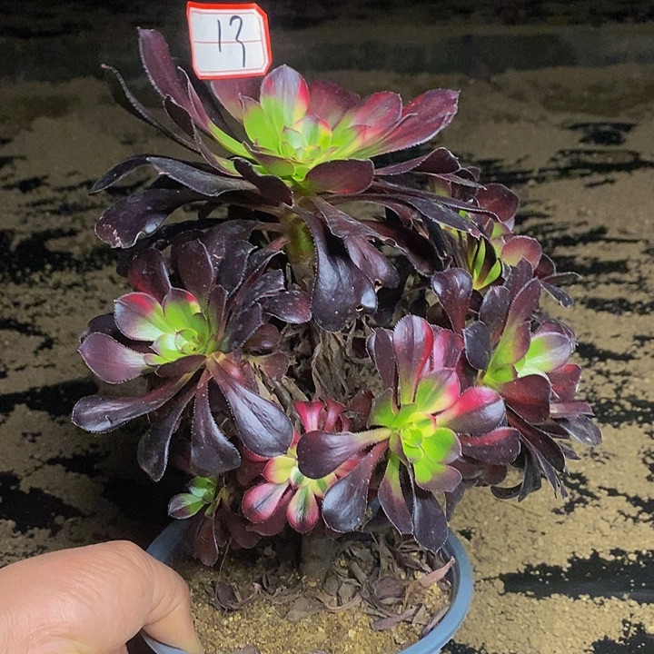 花蝴蝶老桩捧花13号