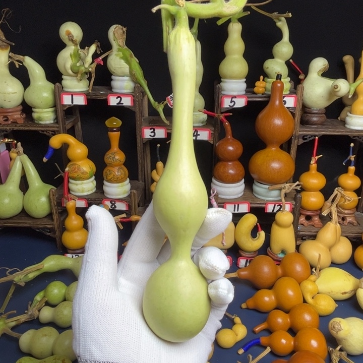 *****爆头粗嘴青皮蚂蚁杆