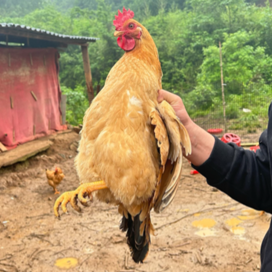 一年土鸡永兴老家养鸡肉同城送鸡肉同城配