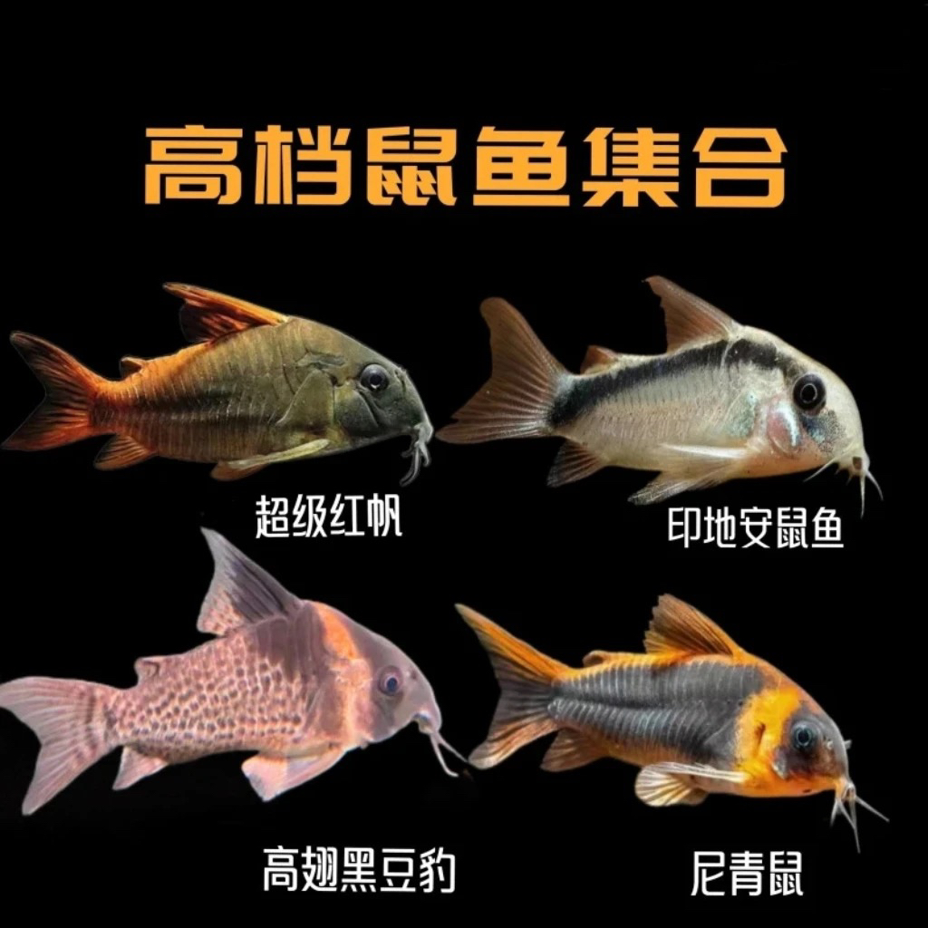 高档多种鼠鱼（爆炸）