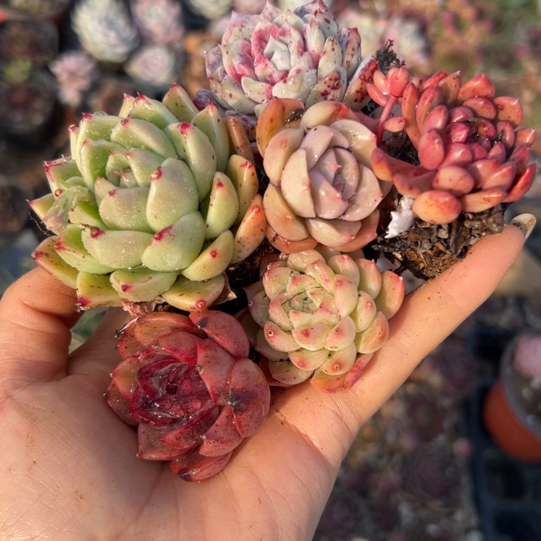 多肉植物植物中央音乐学院